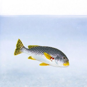 Plectorhinchus lineatus