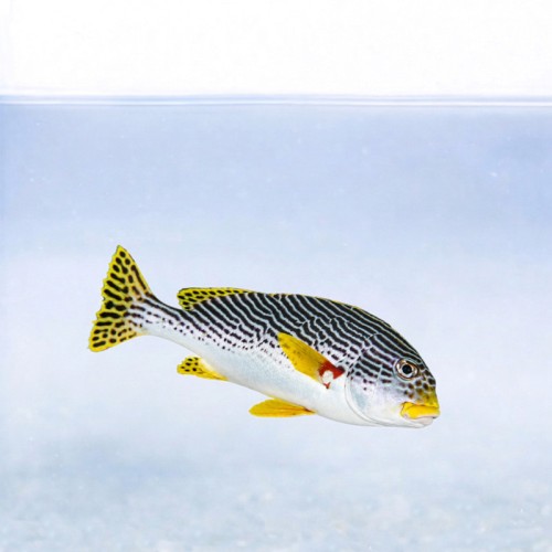 Plectorhinchus lineatus