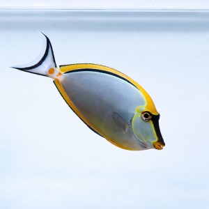 Naso elegans (S/M) - pokolec