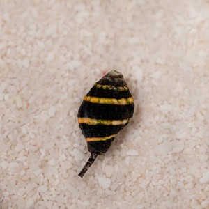Pusiostoma mendicaria - Bumble Bee Snail - ślimak