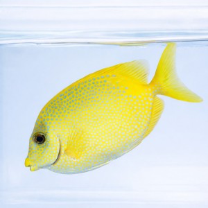 Siganus puelloides (S/M) - borsuk