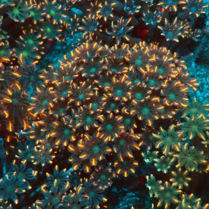 CLAVULARIA PAPAYA FLUO ORANGE GREEN CENTER L [~10CM] #0107063