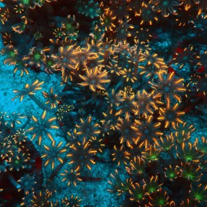 CLAVULARIA PAPAYA FLUO ORANGE L [~10CM] #0107064