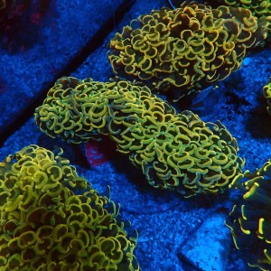 EUPHYLLIA ANCORA FLUO RAINBOW GOLD L #0107131