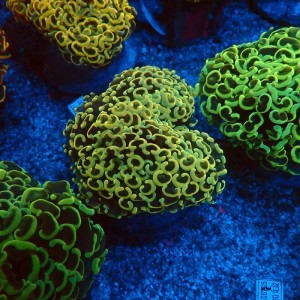 EUPHYLLIA ANCORA FLUO RAINBOW GOLD M #0107117