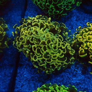 EUPHYLLIA ANCORA FLUO RAINBOW GOLD M #0107119
