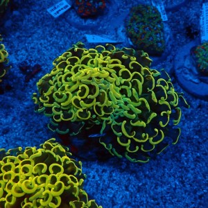 EUPHYLLIA ANCORA FLUO RAINBOW GOLD M #0107136
