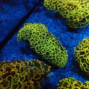 EUPHYLLIA ANCORA FLUO RAINBOW GOLD M #0107145