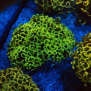 EUPHYLLIA ANCORA FLUO RAINBOW GREEN L #0107121