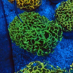 EUPHYLLIA ANCORA FLUO RAINBOW GREEN M #0107118