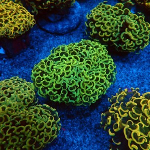 EUPHYLLIA ANCORA FLUO RAINBOW GREEN M #0107127