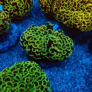 EUPHYLLIA ANCORA FLUO RAINBOW GREEN M #0107134