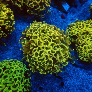 EUPHYLLIA ANCORA FLUO ULTRA YELLOW  M #0107124