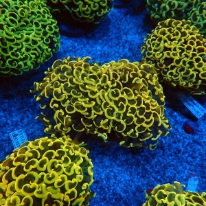 EUPHYLLIA ANCORA FLUO ULTRA YELLOW L #0107126