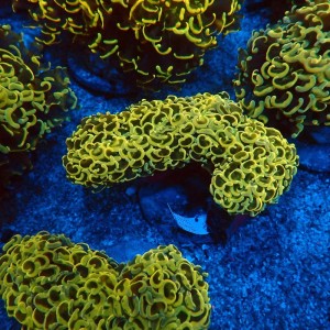 EUPHYLLIA ANCORA FLUO ULTRA YELLOW L #0107128