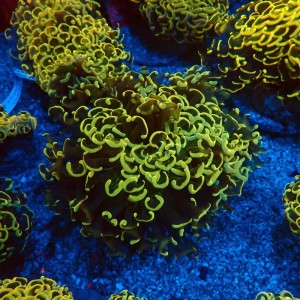EUPHYLLIA ANCORA FLUO ULTRA YELLOW L #0107129