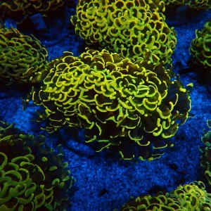 EUPHYLLIA ANCORA FLUO ULTRA YELLOW L #0107132