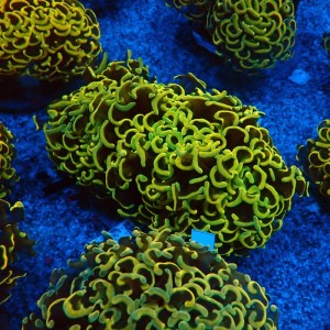 EUPHYLLIA ANCORA FLUO ULTRA YELLOW L #0107143