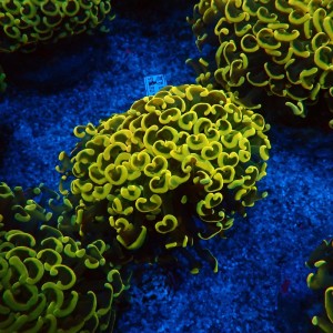 EUPHYLLIA ANCORA FLUO ULTRA YELLOW M #0107120