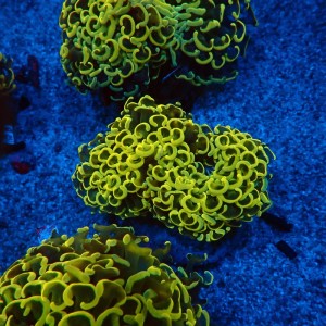 EUPHYLLIA ANCORA FLUO ULTRA YELLOW M #0107125