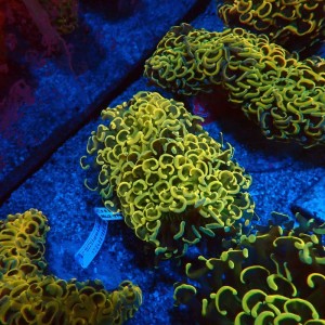 EUPHYLLIA ANCORA FLUO ULTRA YELLOW M #0107130