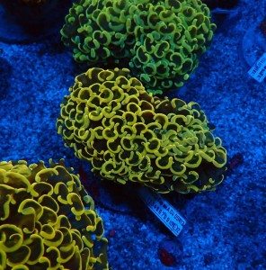 EUPHYLLIA ANCORA FLUO ULTRA YELLOW M #0107135