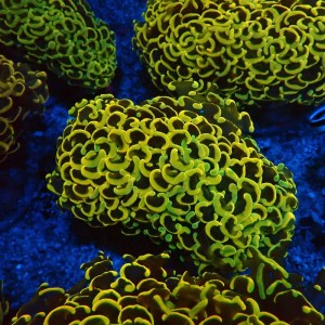 EUPHYLLIA ANCORA FLUO ULTRA YELLOW M #0107139