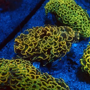 EUPHYLLIA ANCORA FLUO ULTRA YELLOW M #0107140
