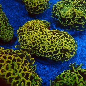 EUPHYLLIA ANCORA FLUO ULTRA YELLOW M #0107144