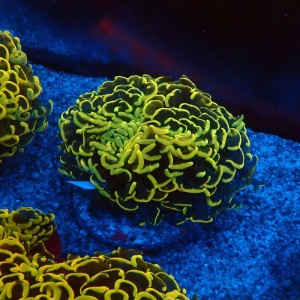 EUPHYLLIA ANCORA FLUO ULTRA YELLOW M #0107148