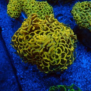 EUPHYLLIA ANCORA ULTRA FLUO YELLOW L #0107116