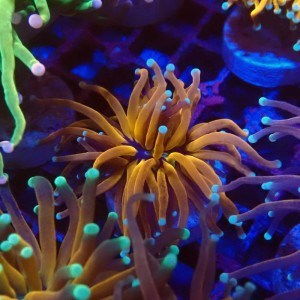 EUPHYLLIA CRISTATA TIGER TORCH GOLD #0107028