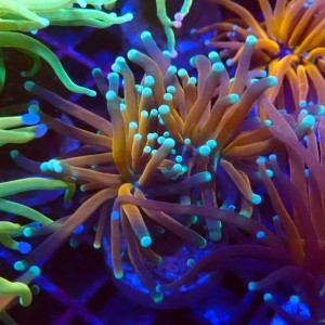 EUPHYLLIA CRISTATA TIGER TORCH GOLD DOUBLEHEAD #0107027