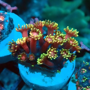 GONIOPORA GOLDEN INFERNO S #0107085