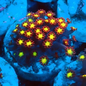 GONIOPORA MINOR RED YELLOW CENTER S #0107067