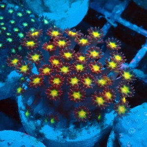 GONIOPORA MINOR RED YELLOW CENTER S #0107068