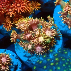 GONIOPORA RAINBOW S #0107069
