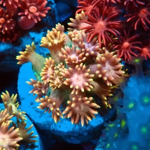 GONIOPORA RAINBOW S #0107070