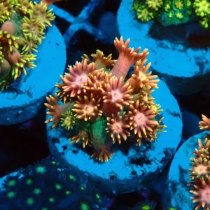GONIOPORA RAINBOW S #0107075