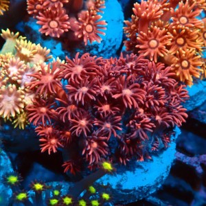 GONIOPORA RED S #0107071
