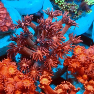 GONIOPORA RED S #0107083