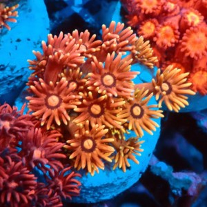 GONIOPORA ULTRA RAINBOW S #0107072