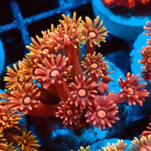 GONIOPORA ULTRA RAINBOW S #0107073