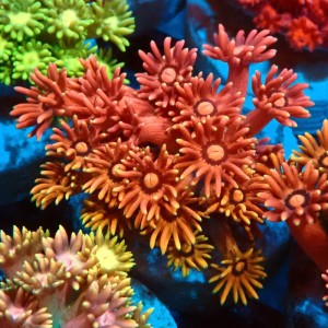 GONIOPORA ULTRA RAINBOW S #0107074
