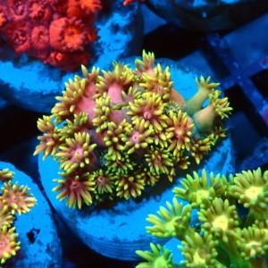 GONIOPORA ULTRA RAINBOW S #0107077