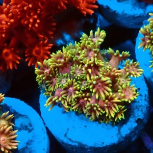GONIOPORA ULTRA RAINBOW S #0107078