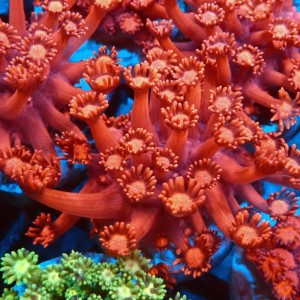 GONIOPORA ULTRA RED S #0107080