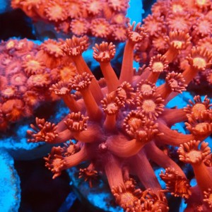 GONIOPORA ULTRA RED S #0107081