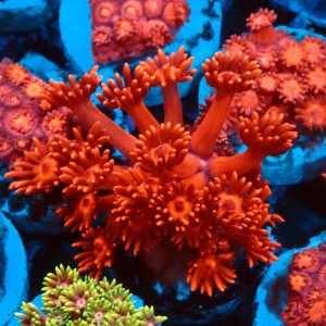 GONIOPORA ULTRA RED S #0107082