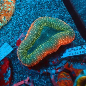 LOBOPHYLLIA TRICOLOR M #0107089